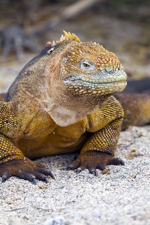 North Seymour, Galapagos Islands 067.jpg